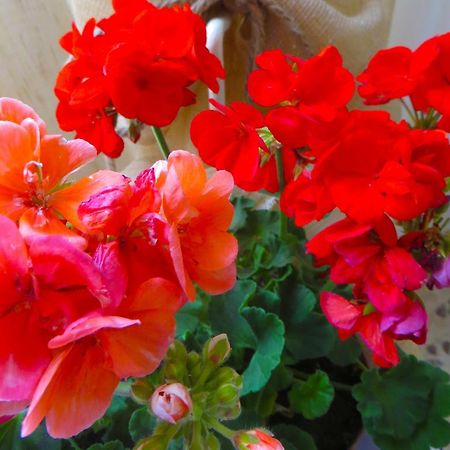 B&B Il Geranio Calimera Kültér fotó